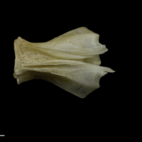 photo of Zander basioccipital ventral view