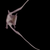 photo of Wels catfish caudal vertebra lateral view