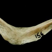 photo of Turbot preopercular medial view