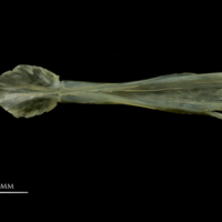 photo of European smelt parasphenoid ventral view