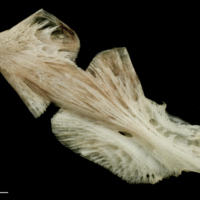 photo of Atlantic halibut ceratohyal epihyal complex medial view