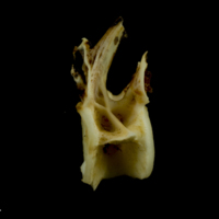 photo of Common carp precaudal vertebra lateral view