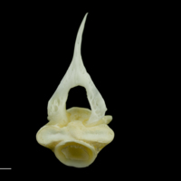 photo of European seabass precaudal vertebra anterior view