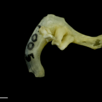 photo of Tench pharyngeal dorsal view