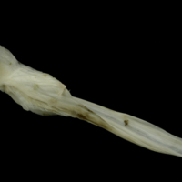 photo of Grey Triggerfish cleithrum medial view