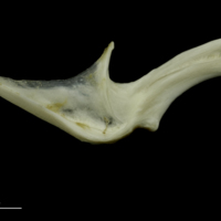 photo of Grey Triggerfish for assessment medial view