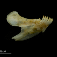 photo of Black seabream dentary medial view