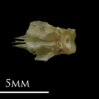 photo of Eelpout basioccipital detail view