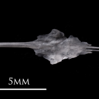 photo of European eel parasphenoid ventral view