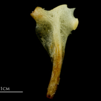 photo of Atlantic mackerel hyomandibular lateral view