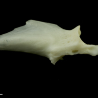 photo of Common carp articular lateral view