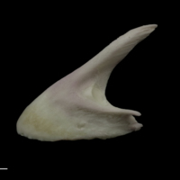 photo of Parrot fish premaxilla lateral view