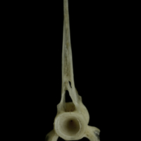 photo of Common pandora precaudal vertebra anterior view