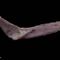 photo of Wels catfish pharyngeal ventral view