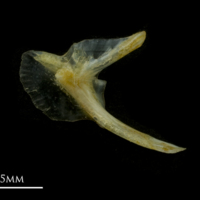photo of Black seabream posttemporal medial view