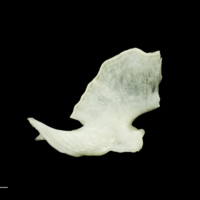 photo of Freshwater bream quadrate medial view