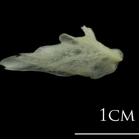 photo of European plaice posttemporal medial view