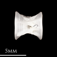 photo of Atlantic herring precaudal vertebra lateral view