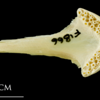 photo of Atlantic cod vomer ventral view