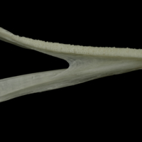 photo of Burbot dentary medial view