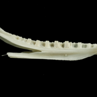 photo of Ling dentary medial view