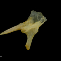 photo of Gilthead seabream posttemporal lateral view