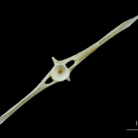 photo of European plaice precaudal vertebra anterior view