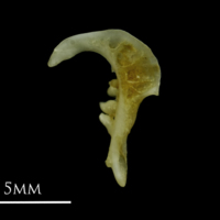 photo of Gudgeon pharyngeal ventral view
