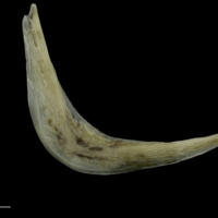 photo of Brill preopercular lateral view