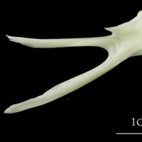 photo of Pollack posttemporal lateral view