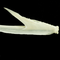 photo of Pollack dentary medial view