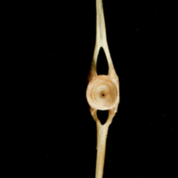 photo of Catfish caudal vertebra anterior view