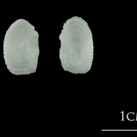 photo of European plaice otolith(s) detail view