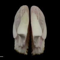 photo of Parrot fish pharyngeal dorsal view