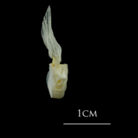 photo of European plaice first vertebra lateral view