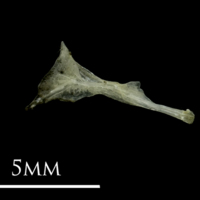 photo of Three-spined stickleback cleithrum medial view