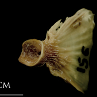 photo of Turbot ultimate vertebra detail view