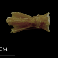 photo of Spanish mackerel basioccipital ventral view