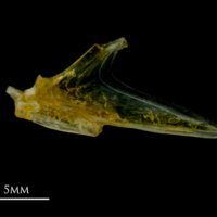photo of Grey gurnard articular medial view