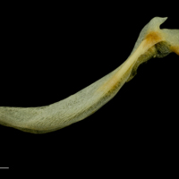 photo of Atlantic mackerel cleithrum lateral view