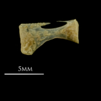 photo of Vendace ceratohyal medial view