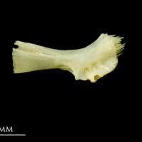 photo of Five-Bearded Rockling ceratohyal lateral view