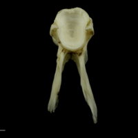 photo of Grey Triggerfish precaudal vertebra anterior view