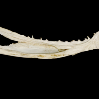 photo of Atlantic salmon dentary medial view