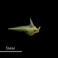 photo of Bullhead articular lateral view