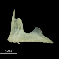 photo of Red mullet premaxilla lateral view