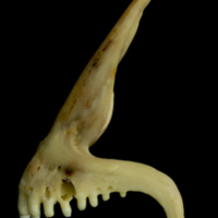 photo of Ballan wrasse premaxilla lateral view