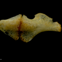 photo of Gilthead seabream ceratohyal epihyal complex medial view