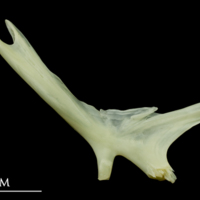 photo of Bullrout preopercular medial view