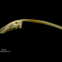 photo of Vendace parasphenoid lateral view